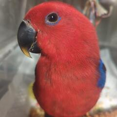 オオハナインコ