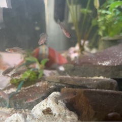ネオランプロローグス・キリンドリクス　熱帯魚の画像