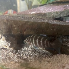 ネオランプロローグス・キリンドリクス　熱帯魚の画像