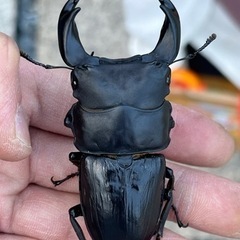 国産オオクワガタの画像