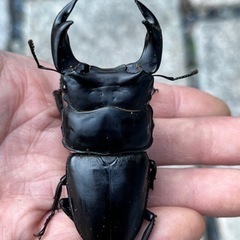 国産オオクワガタの画像