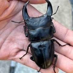 国産オオクワガタの画像