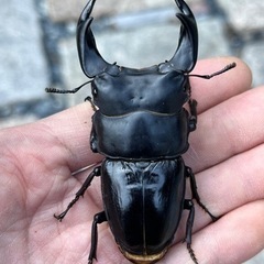 国産オオクワガタの画像