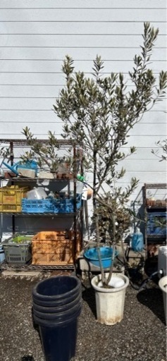 オリーブの木　2メートルくらい