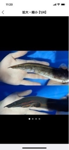 スパイニーイール２種セット