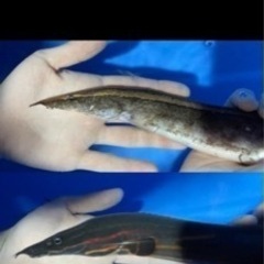 スパイニーイール２種セット