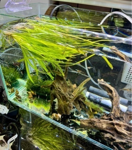 バラ売りに変更】90センチ水槽・生体込み一式 【公式通販】
