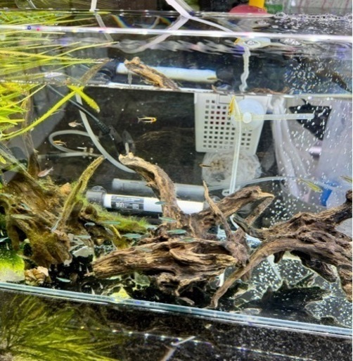 バラ売りに変更】90センチ水槽・生体込み一式 【公式通販】