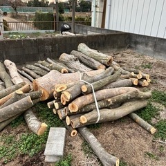原木出ました。
