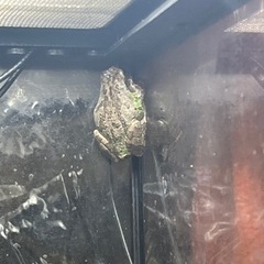 アマガエル　ペア