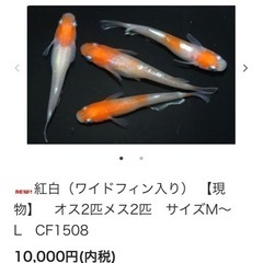 めだか