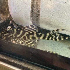 キンペコ