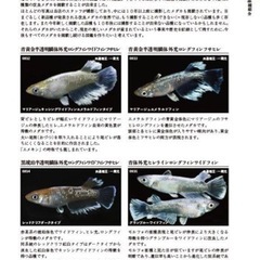 改良メダカ大図鑑の画像