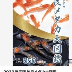 改良メダカ大図鑑の画像