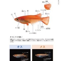 改良メダカ大図鑑の画像