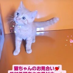 3/3(日)譲渡会♪スコテッシュストレート♂レッドタビー (⋈◍...