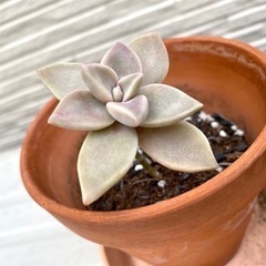 多肉植物 土 鉢 お皿 3つセット グラパラリーフの画像