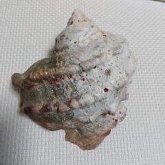 夜光貝の殻の画像