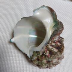 夜光貝の殻の画像