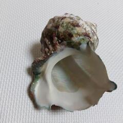 夜光貝の殻の画像