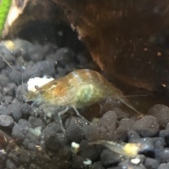 無料です‼️ミナミヌマエビ　今も増え続けてます💧の画像