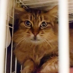 サイベリアン風中毛小さめメス猫のりんちゃん
