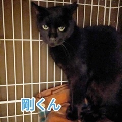 黒猫の剛くん