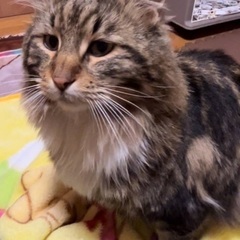 メインクーンMIXのニコルちゃん