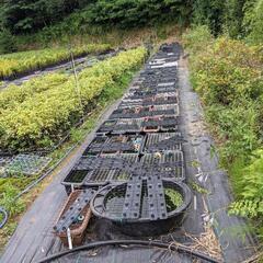 メダカ各種の画像
