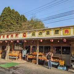 メダカ各種の画像