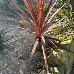 赤ドラセナ　レッドスター　コルジリネ　80cm