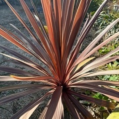 赤ドラセナ　レッドスター　コルジリネ　80cmの画像