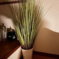 観葉植物