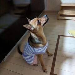 ピンシャーMIX♀4歳