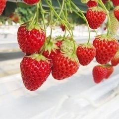 🍓農作物栽培のお手伝い🍓