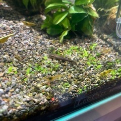 オトシンネグロ　若魚の画像