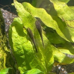 オトシンネグロ　若魚の画像