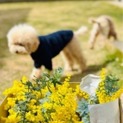 ミモザアカシアの画像