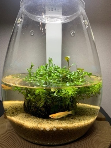 DOOA グラスアクアセット　2万円相当