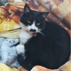 チョビ　12歳
