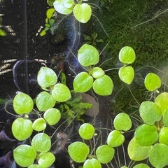 アマゾンフロッグピット　カップ一杯分です。の画像