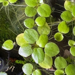 アマゾンフロッグピット　カップ一杯分です。の画像