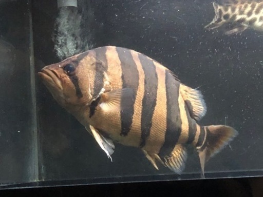 ダトニオプラスワン