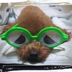 犬と飲み会 ワンワン会 愛犬と一緒に参加OK♡　