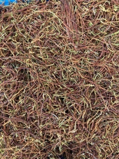 スギゴケの種(１００Ｌ）