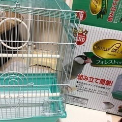 鳥小屋 文鳥 十姉妹 キンカチョウ サイズ 組立のみ 新品の画像