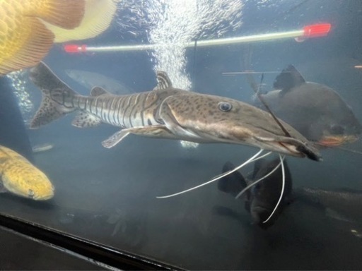 タイガーシャベルノーズ60±