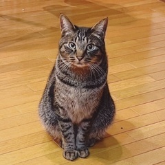 🍀🐈2月18日(日)すみれペットクリニック様にて主催『立川地域猫...