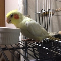 【受け渡し完了沢山の応募ありがとうございました】オカメインコ、セ...