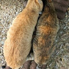 （3月6日に追記しました）保護した野良猫と仲良くなりたい…